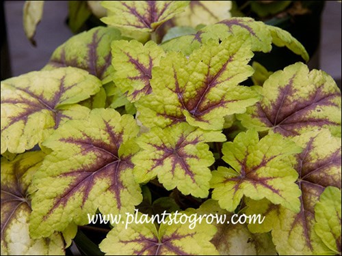 Stop Light Tiarella (Tiarella cordifoila)